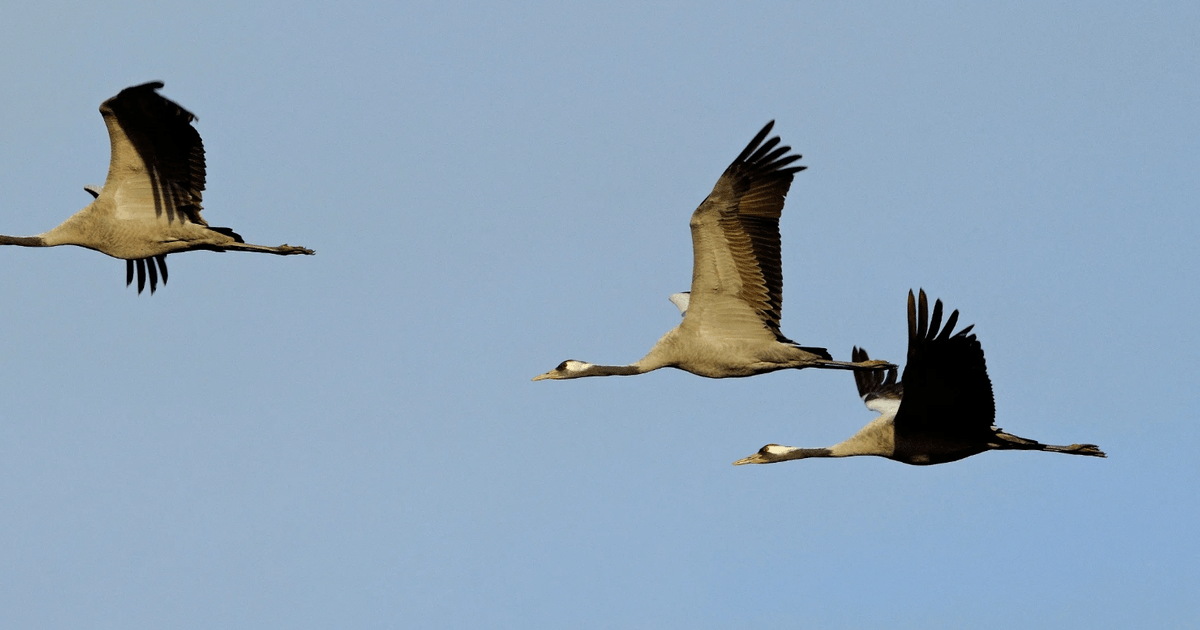 Majestic birds hunted to extinction return to Scotland after 500 years