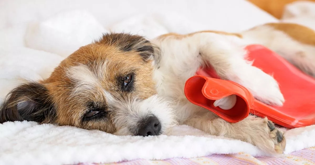 This common dog food could be upsetting your pet's stomach