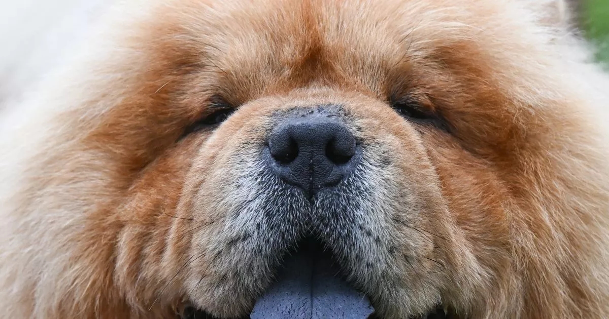 Five independent dog breeds that can be left alone and are ideal for busy pet owners