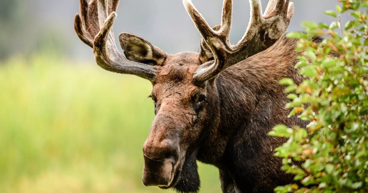 You need 'eyes of a sniper' to spot moose hiding in grass in 30 seconds