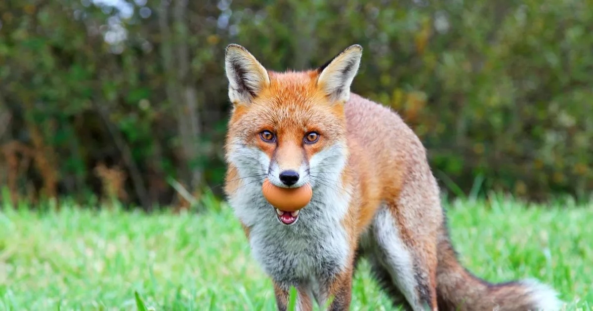 Gardeners could be hit with £5,000 if fox breaks into their garden