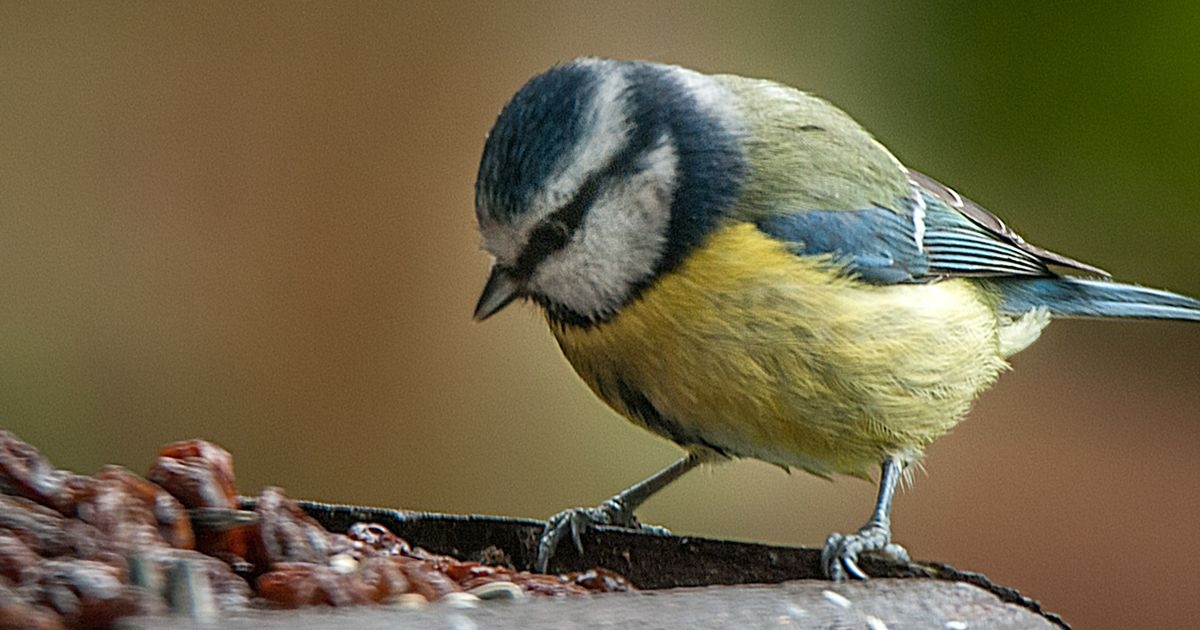 Birds will keep returning to gardens if you plant one certain type of colour