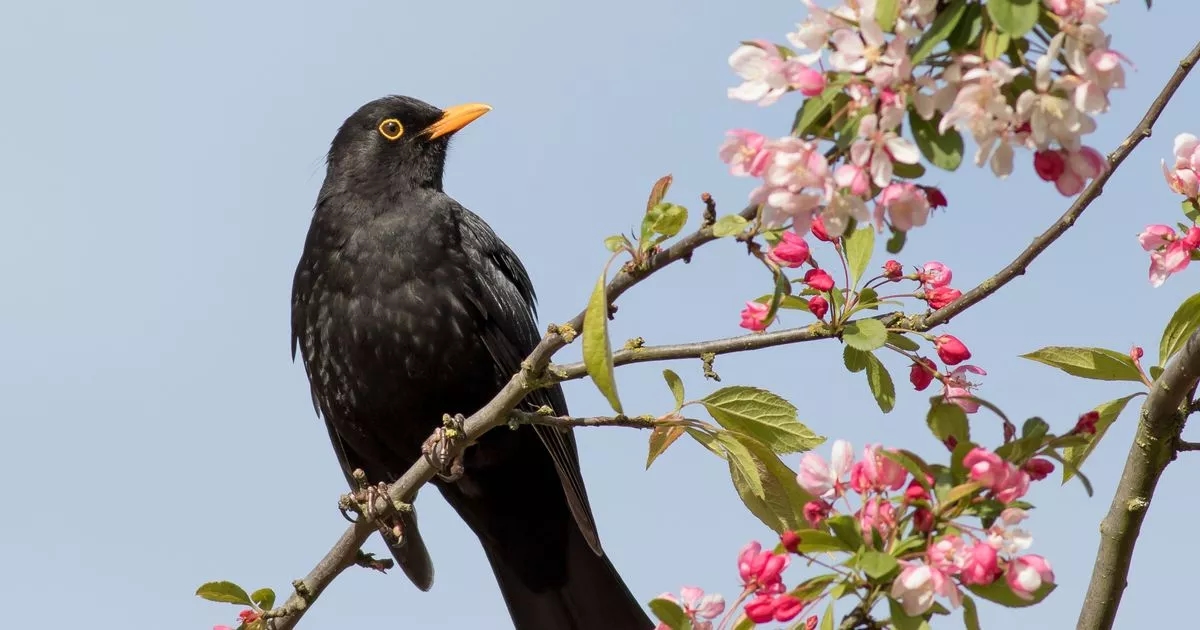 UK households warned to check on blackbirds if they come into gardens