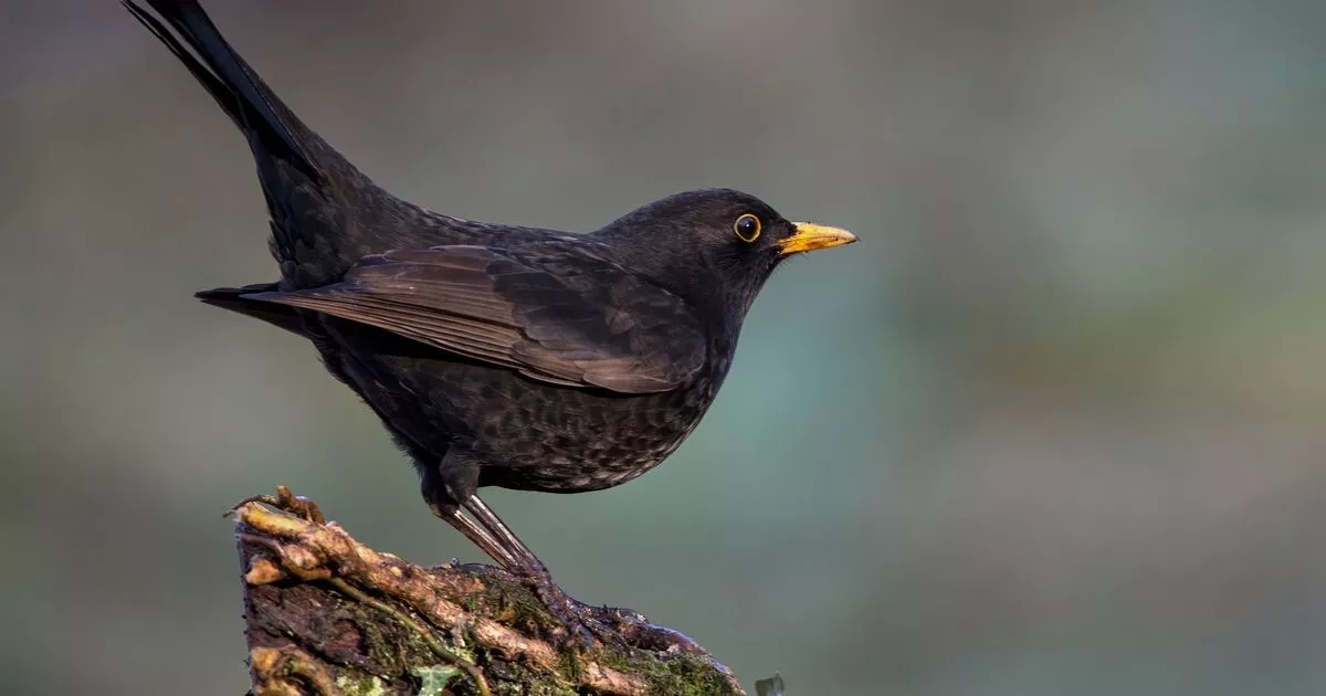 Anyone with blackbirds in garden asked to do simple thing as virus spreads