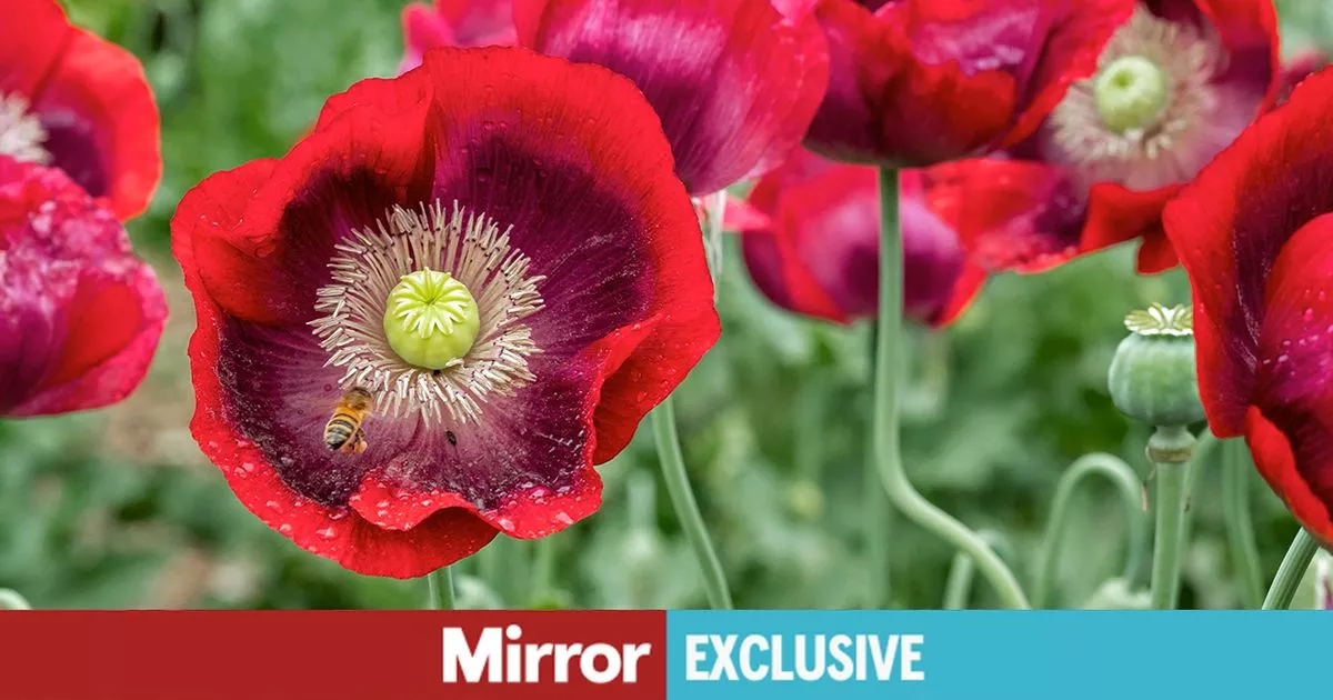 Gardeners warned to be prepared over popular plant used to make drugs