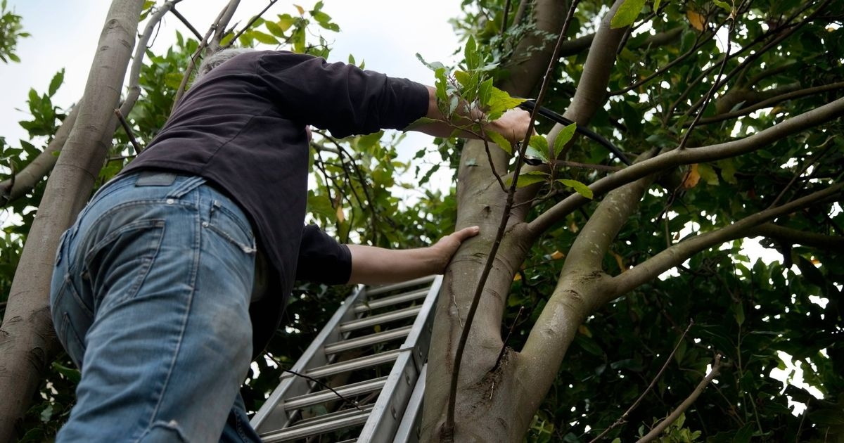 Households told to do one thing before cutting tree down in your own garden
