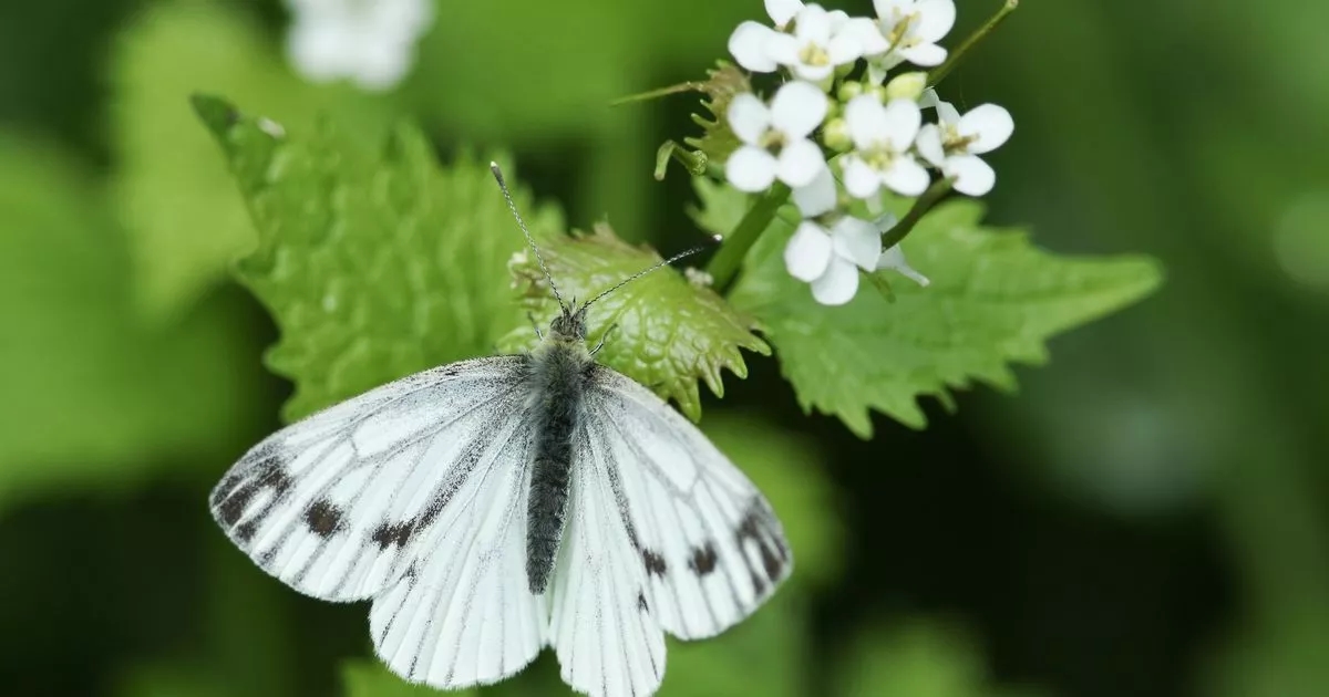 UK households urged to do one task so butterflies will keep returning
