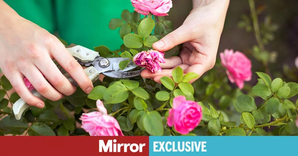 Warning to UK gardeners over mistake that stops beautiful flower blooming