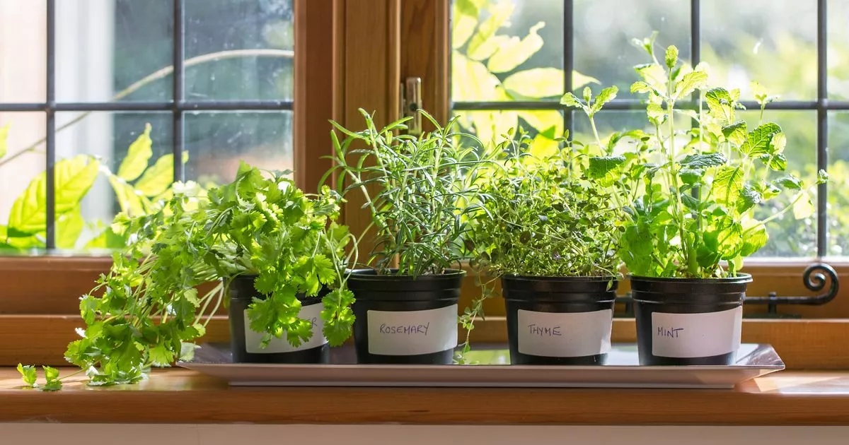 Gardeners urged to grow unlimited supply of £1.50 herb bought in supermarkets