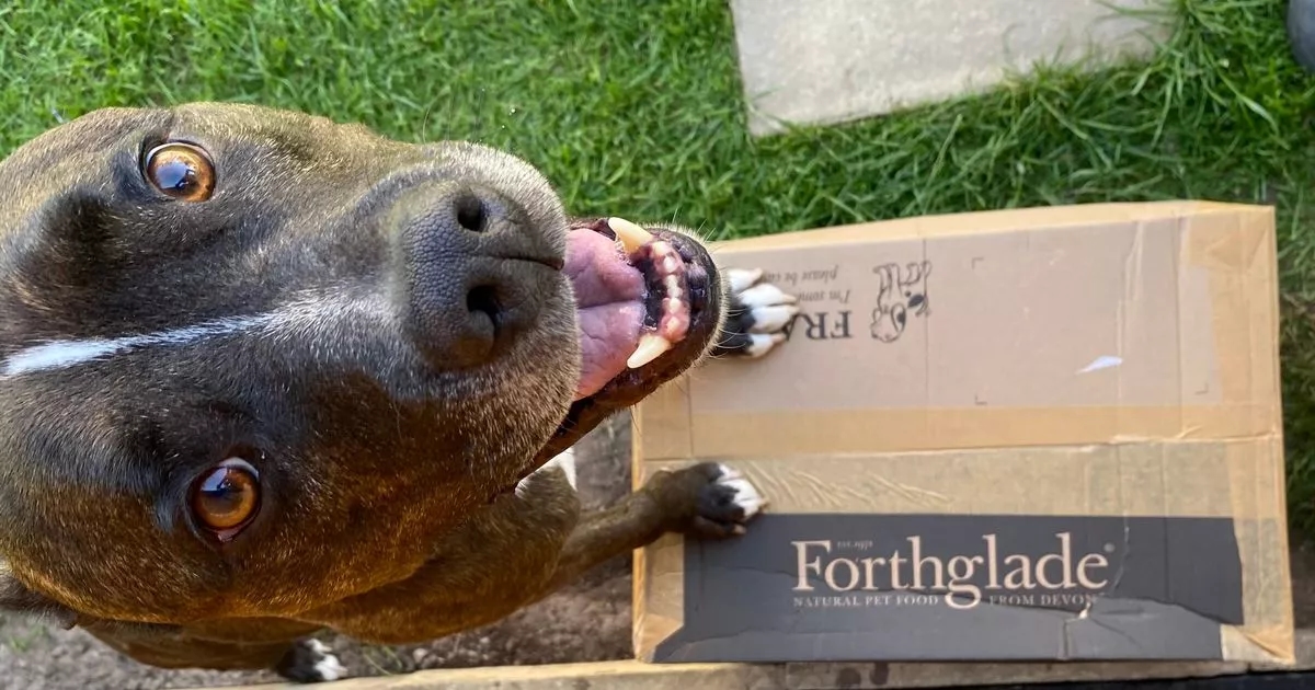 'I ditched my dogs' food for a subscription and saved over £200'