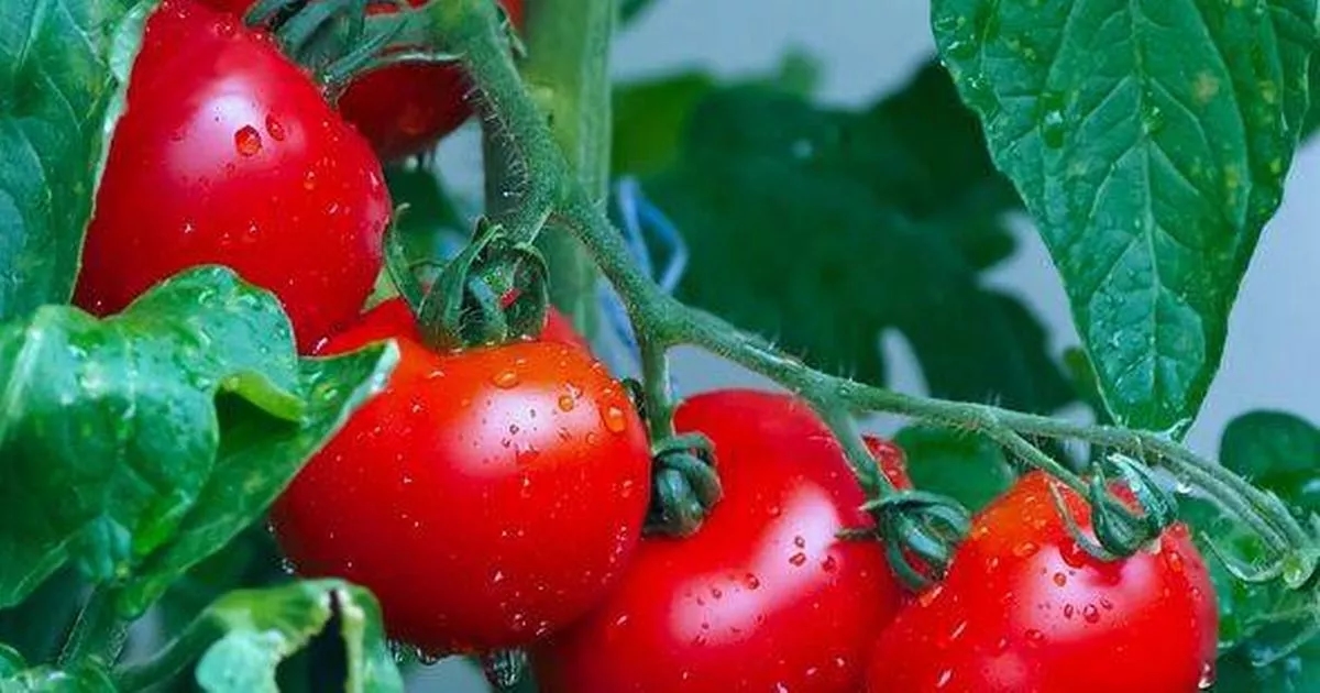 Monty Don urges anyone growing tomatoes to do one thing in July