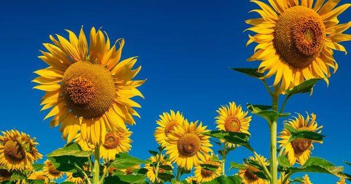 Monty Don's July gardening warning as 6 plants could 'topple chaotically'