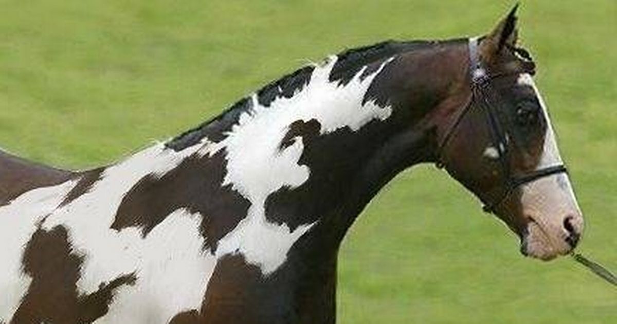 Only those with 'high IQ' can spot hidden second horse in just 10 seconds