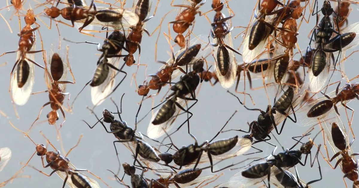 Biggest flying ant day in recent memory is just days away, experts warn