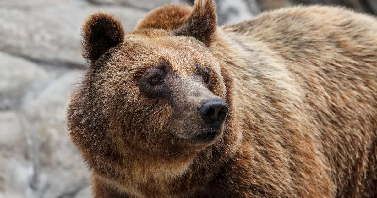 Hiker falls 2,600ft to death after bear shoves him off ravine in holiday hotspot
