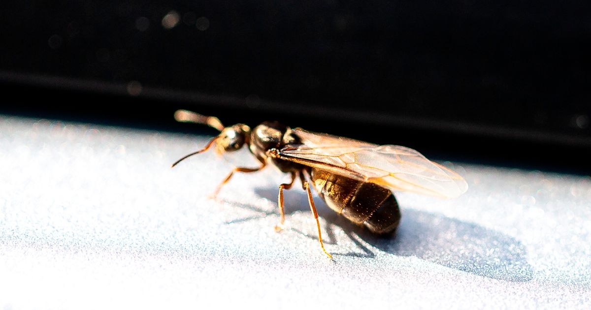 Natural remedy for banishing flying ants from your home as pest activity surges