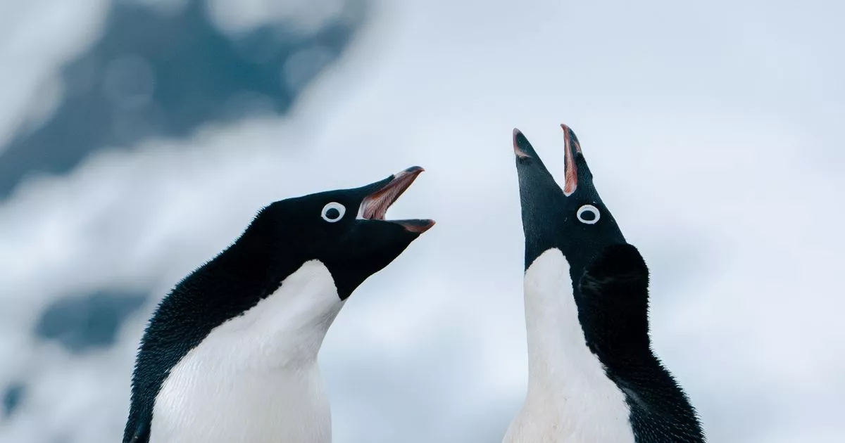 Animal Pride film discovers how gay penguin behaviour was 'hidden' from 1910