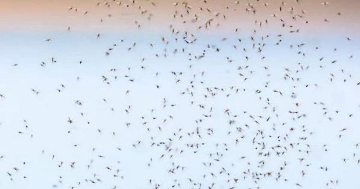 UK households told to keep windows and doors shut as bug invades nation