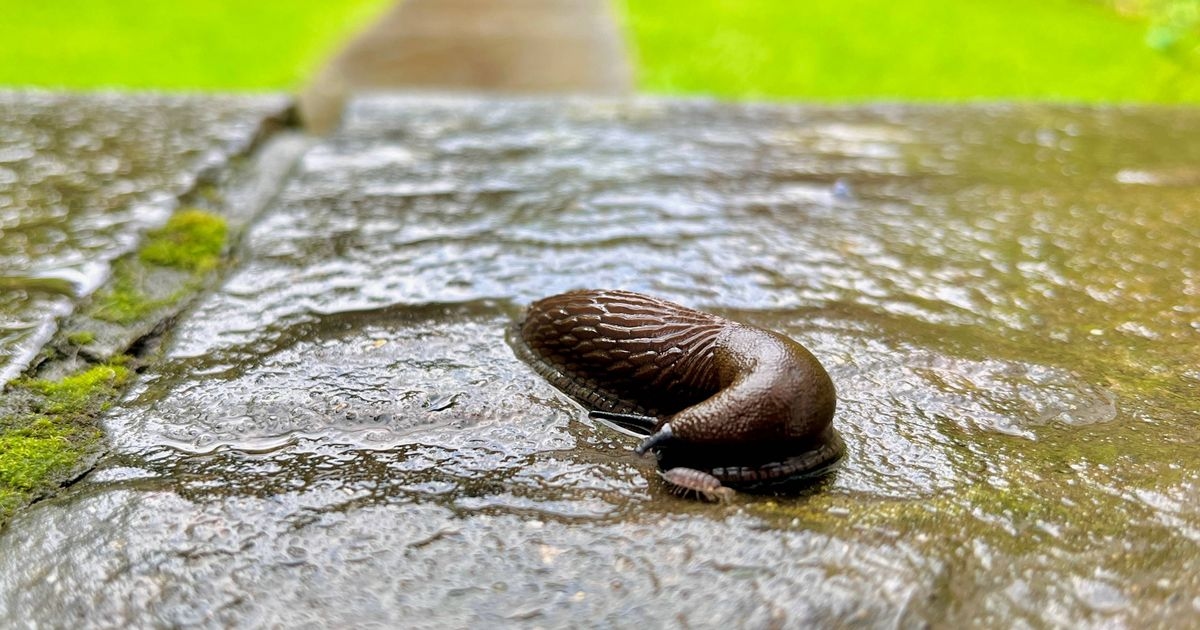 Slugs will vanish from your garden if you attract these birds