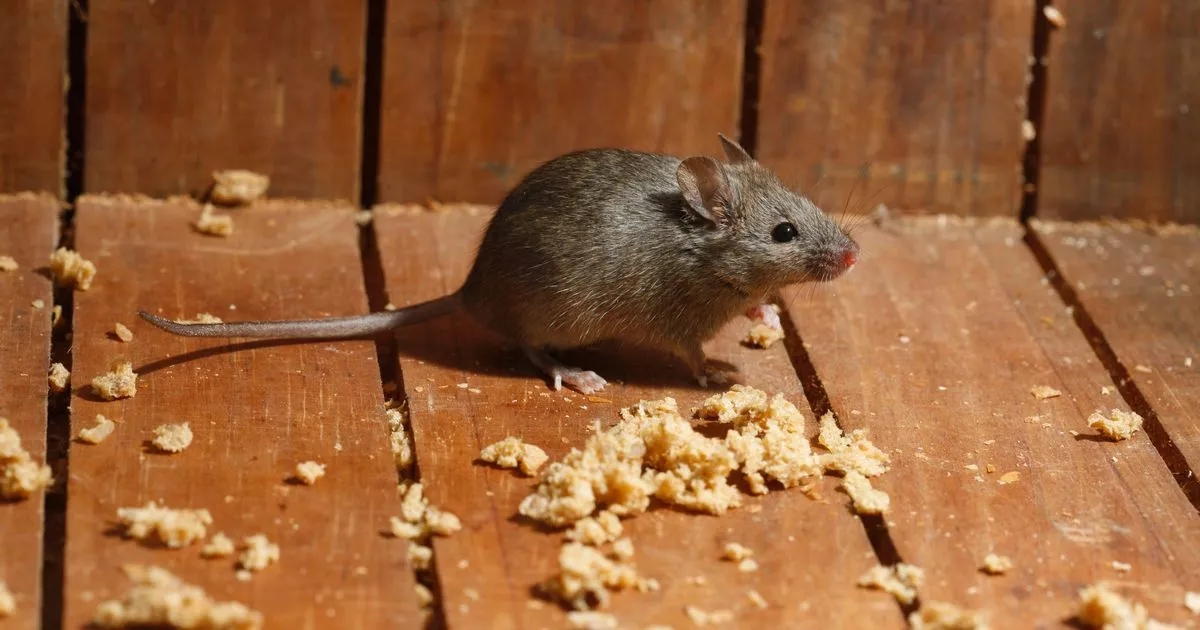 Mice will run away from homes and gardens with simple non-toxic spray