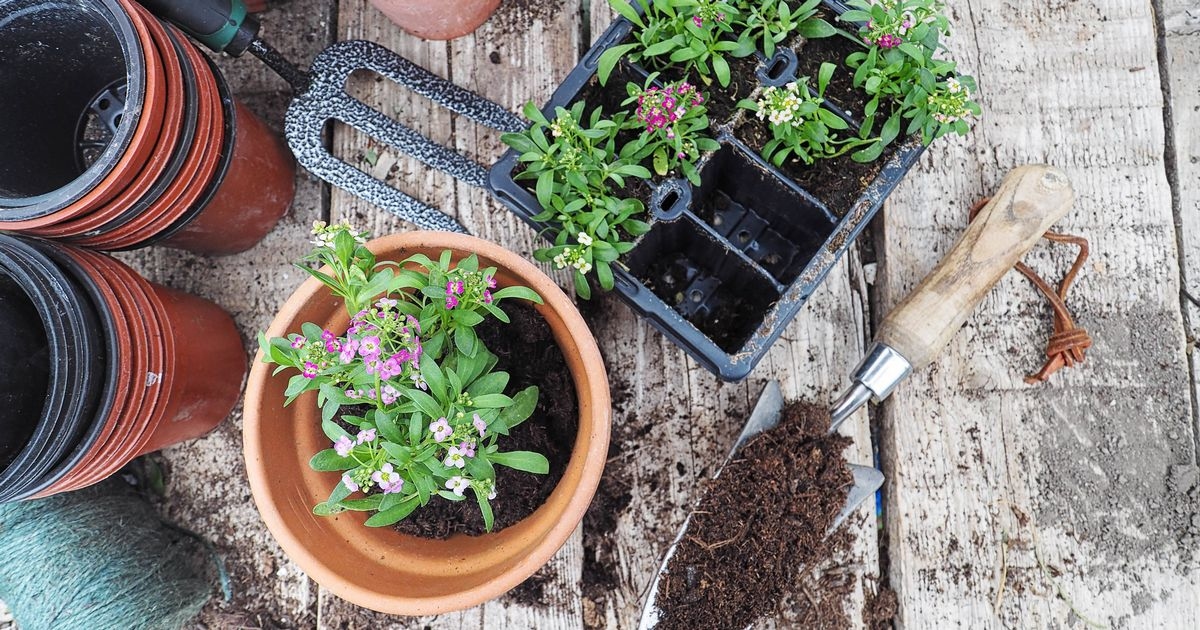 Move new plants for 10 days in July so they don't wilt, gardener says
