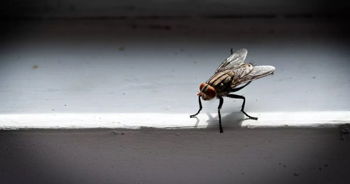 Rid your home of flies for good with 3-ingredient DIY trap