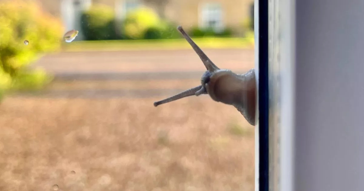 Cheap spray will 'instantly turn away' slugs and snails from your garden