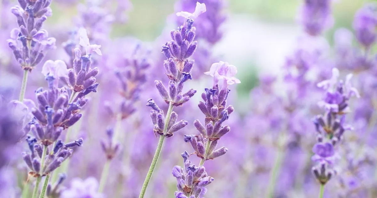 Gardeners with lavender told 'now is the perfect time' to carry out key task