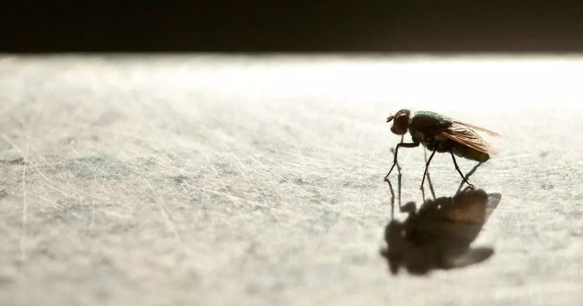 Little-known 1p hack keeps pesky flies from your home for good