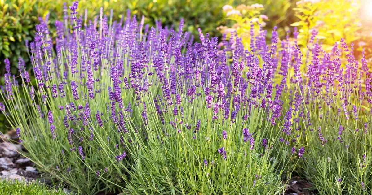 Prune lavender one specific time to avoid 'woody' plant next year, according to Monty Don