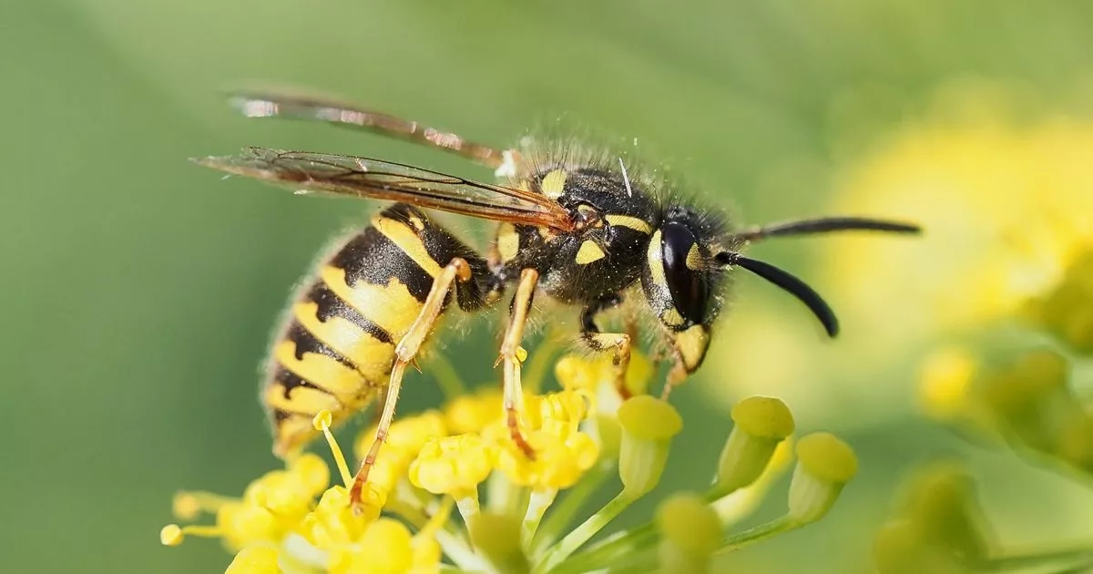 Wasps will stay away from your garden if you make DIY trap using three natural items
