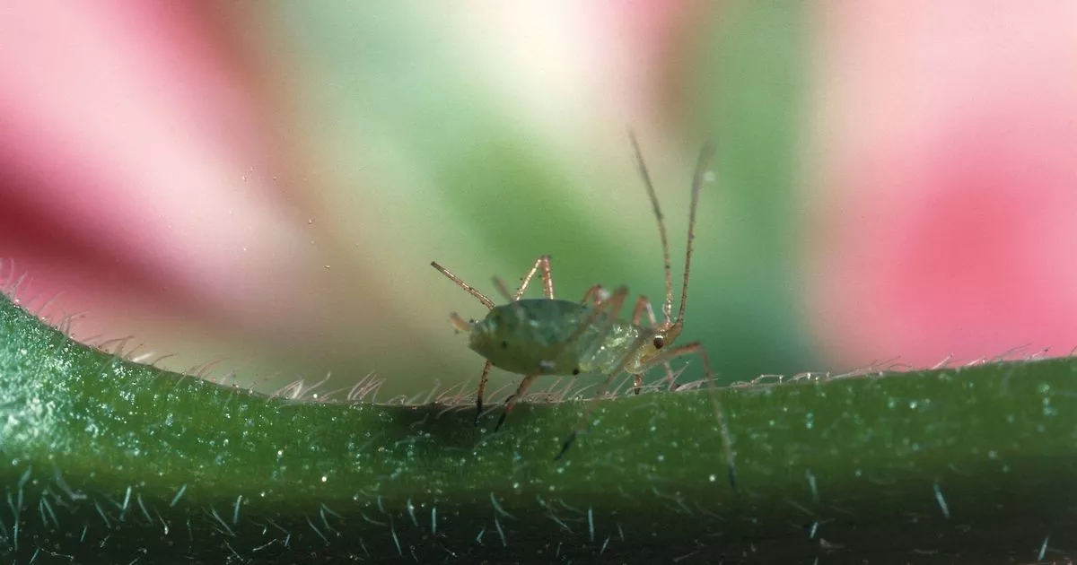 Gardeners urged to spray fruit trees with one household item to keep them pest-free