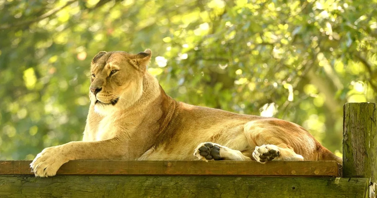 UK safari park where you can solve clues from popular Netflix kids' show this summer