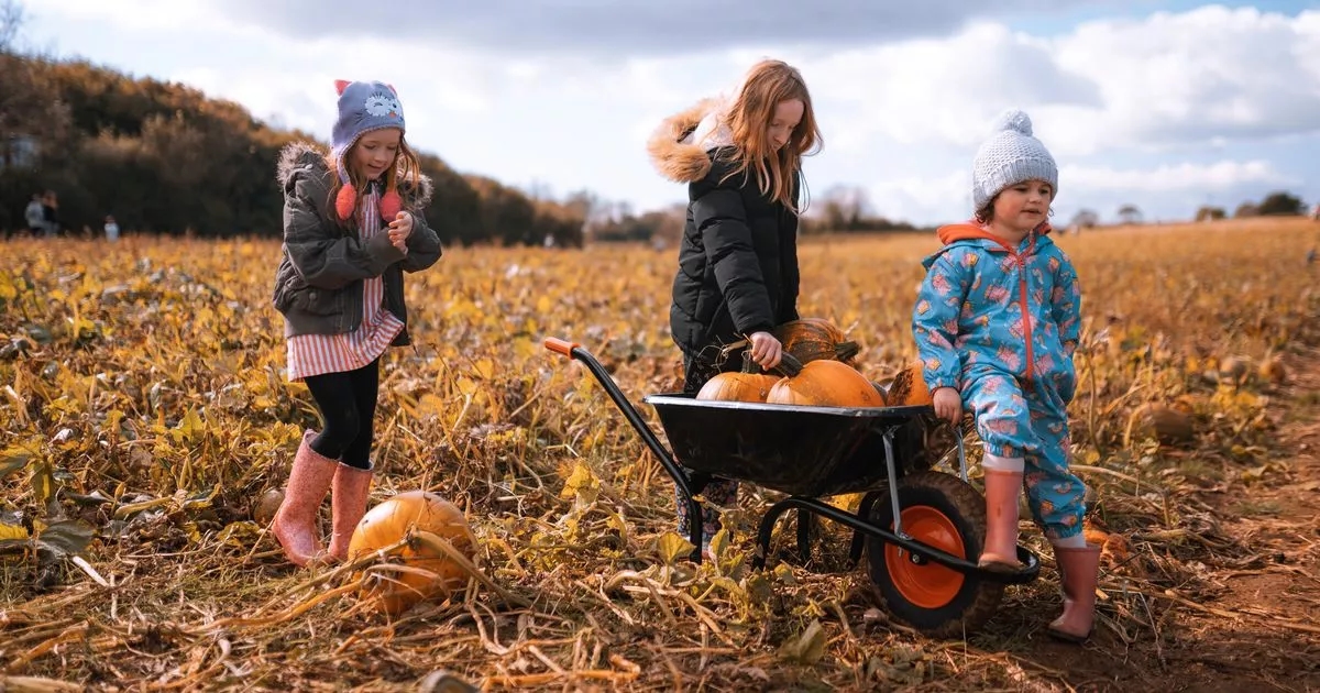 Pumpkin picking tickets for Halloween are on sale at one Welsh farm