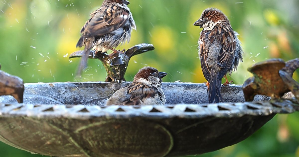 UK households with gardens urged to take action if they see these birds