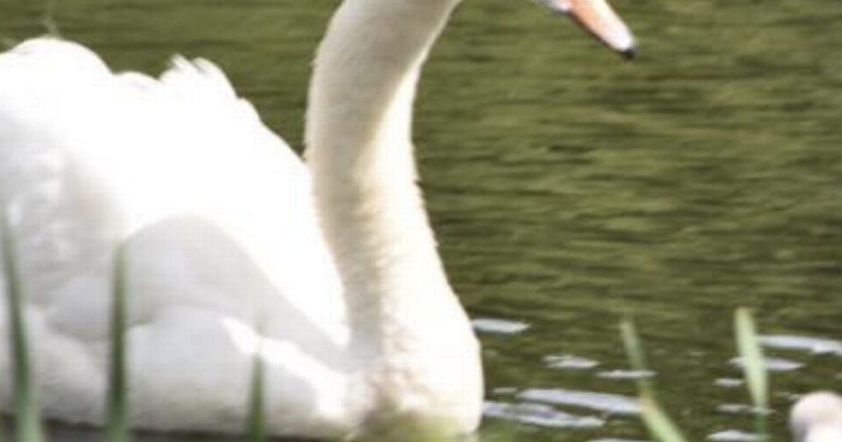 Police investigate shocking attacks on swans that has left several birds dead and injured