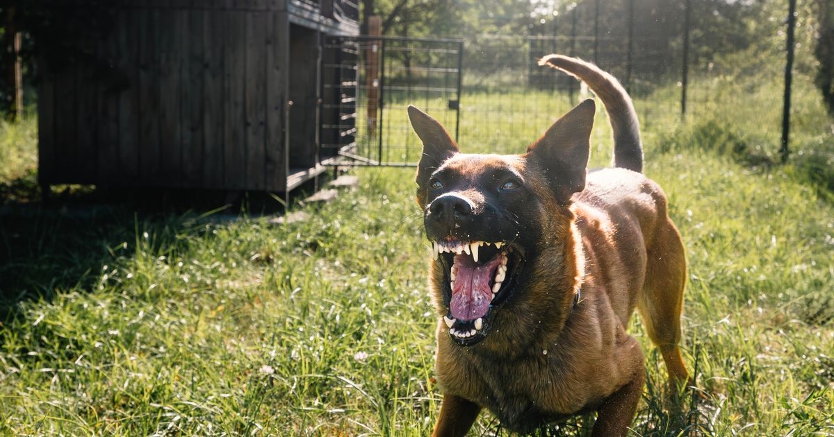 Large increase in dog attacks with dozens of 'disabling' injuries