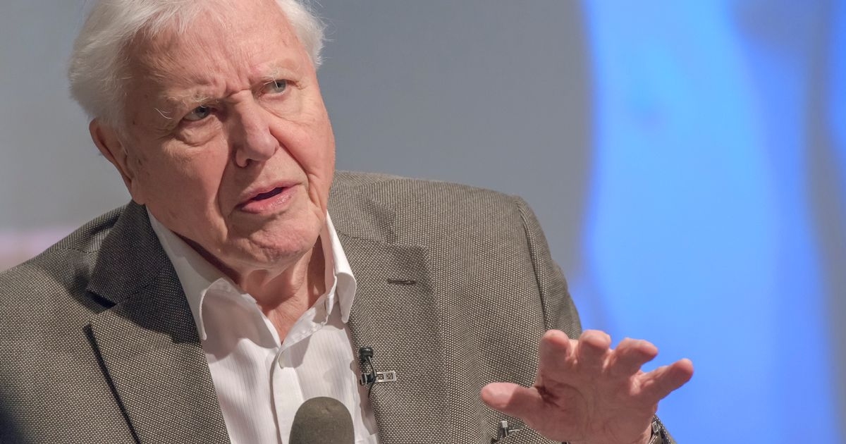 UK could get Attenborough Day bank holiday thanks to boy, eight