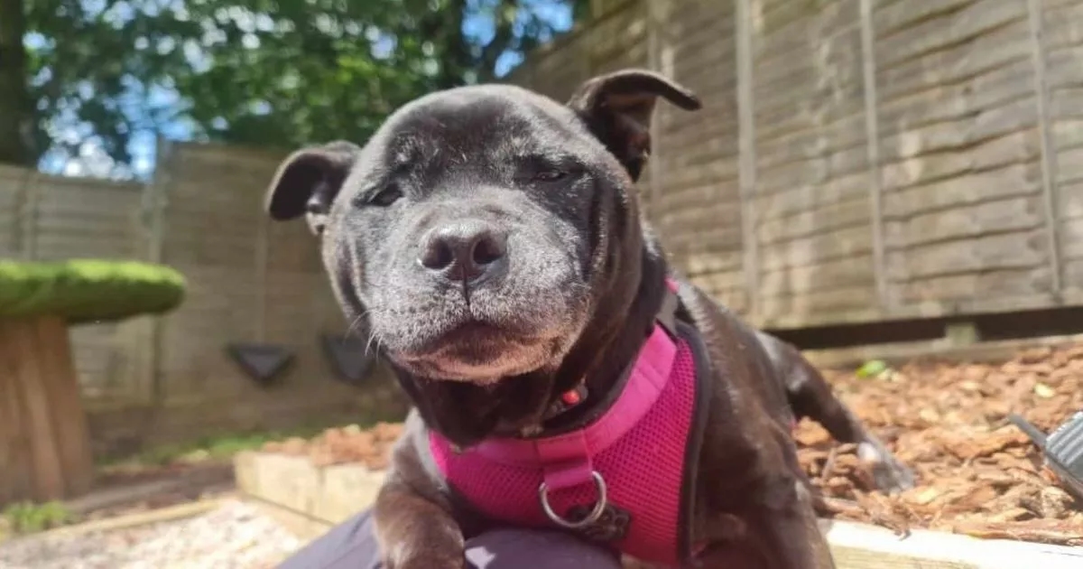 Cruel owner abandons dying dog