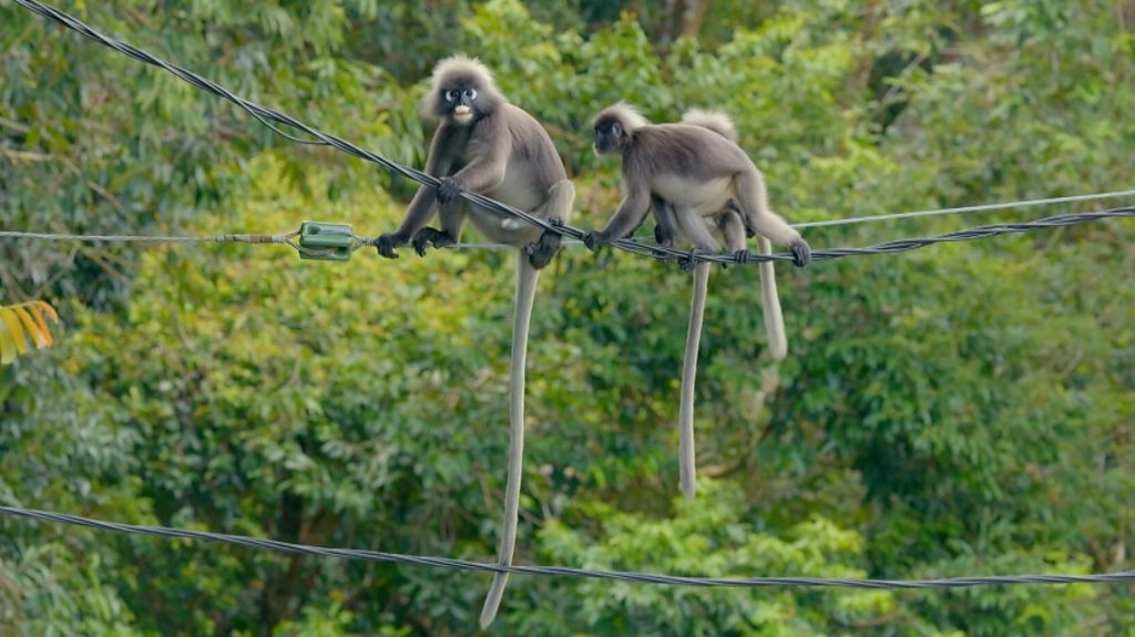 Watch langurs' daring crossings over busy roadway