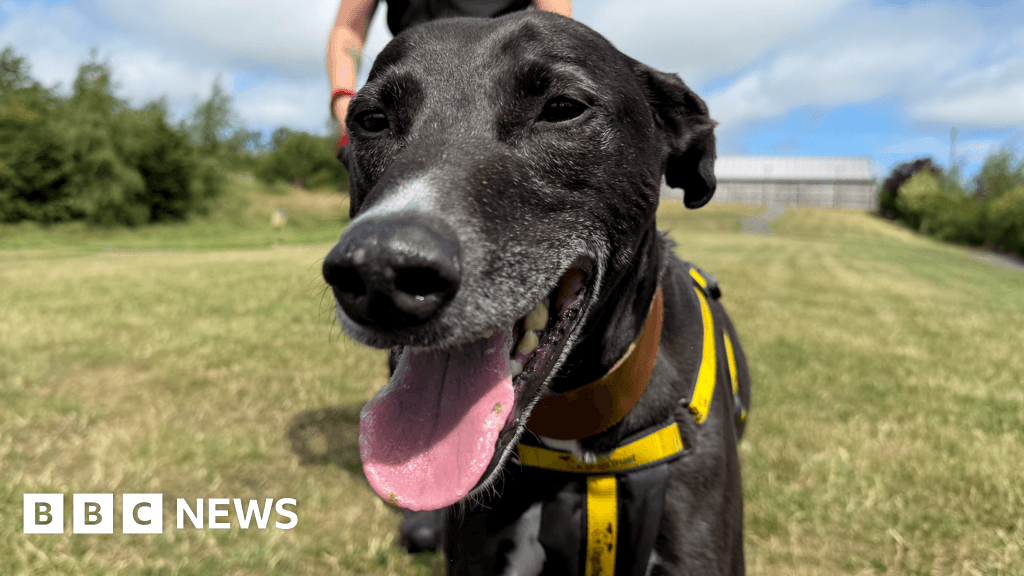 Darlington dog only has one visitor after years at Dogs Trust