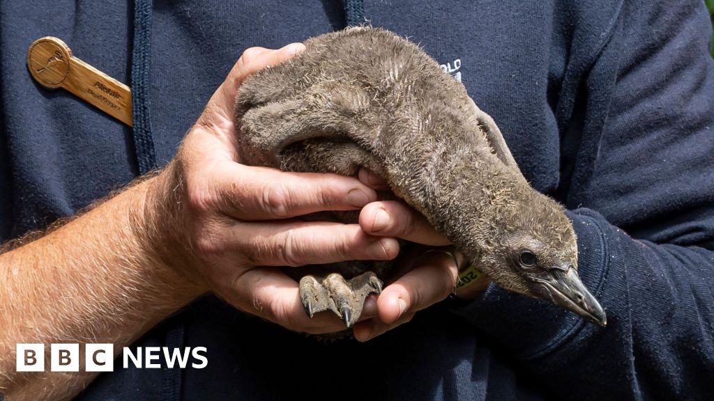 Birdland penguin chicks introduced to outdoor enclosure