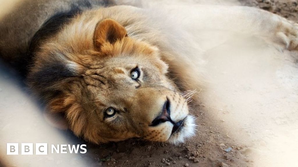 Pakistan: Pet lion's owners arrested after big cat attacks three people