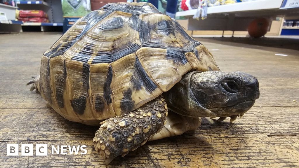 Ulverston tortoise lost for seven years recognised from burn mark