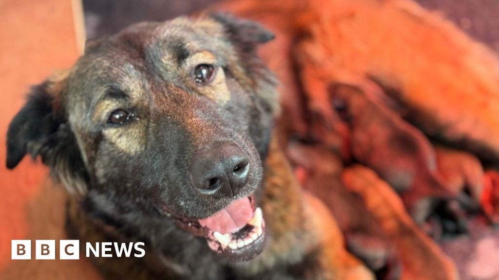 Dumped pregnant dog rescued from Ribble Valley fell has puppies