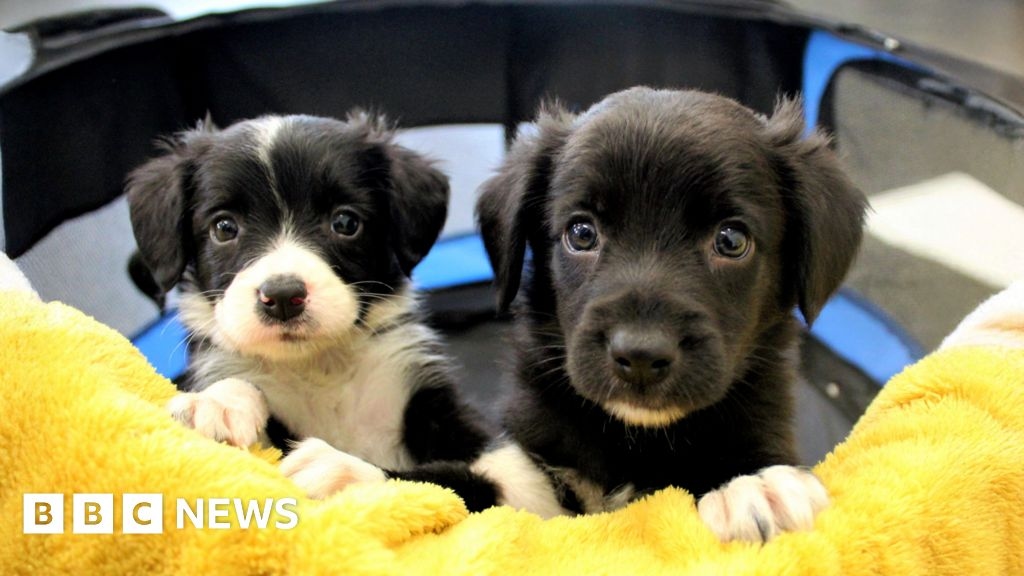 Researchers to follow puppies through their entire lives