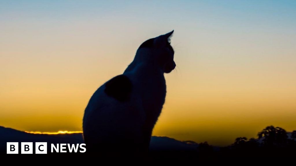 Cats highlighted in RSPCA cruelty report