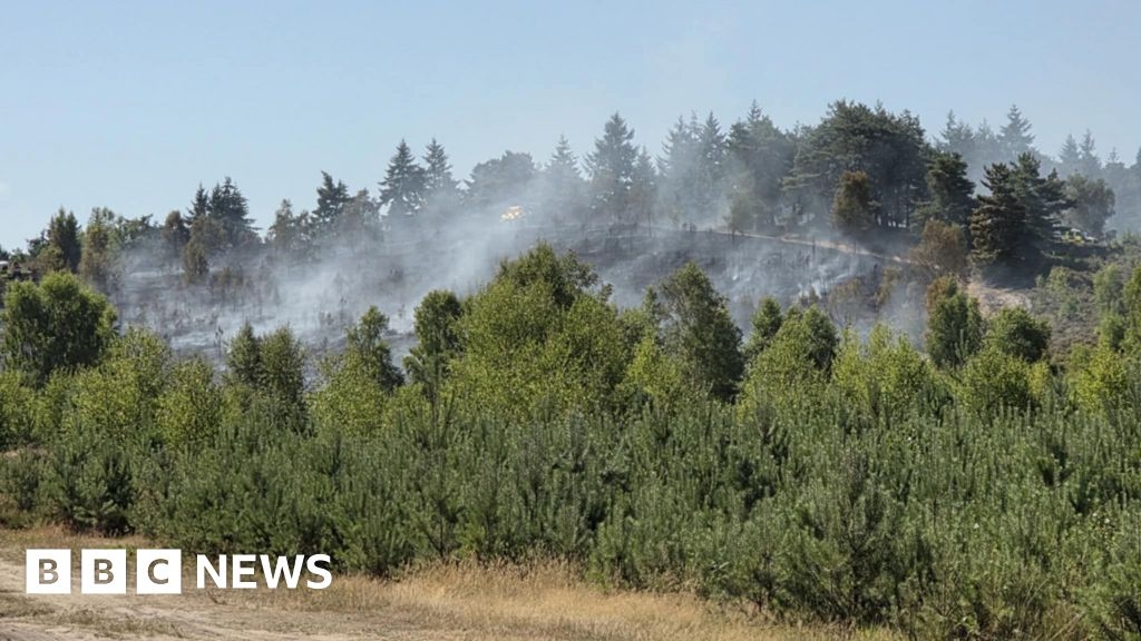 Hankley Common habitat fears after wildlife sweeps through