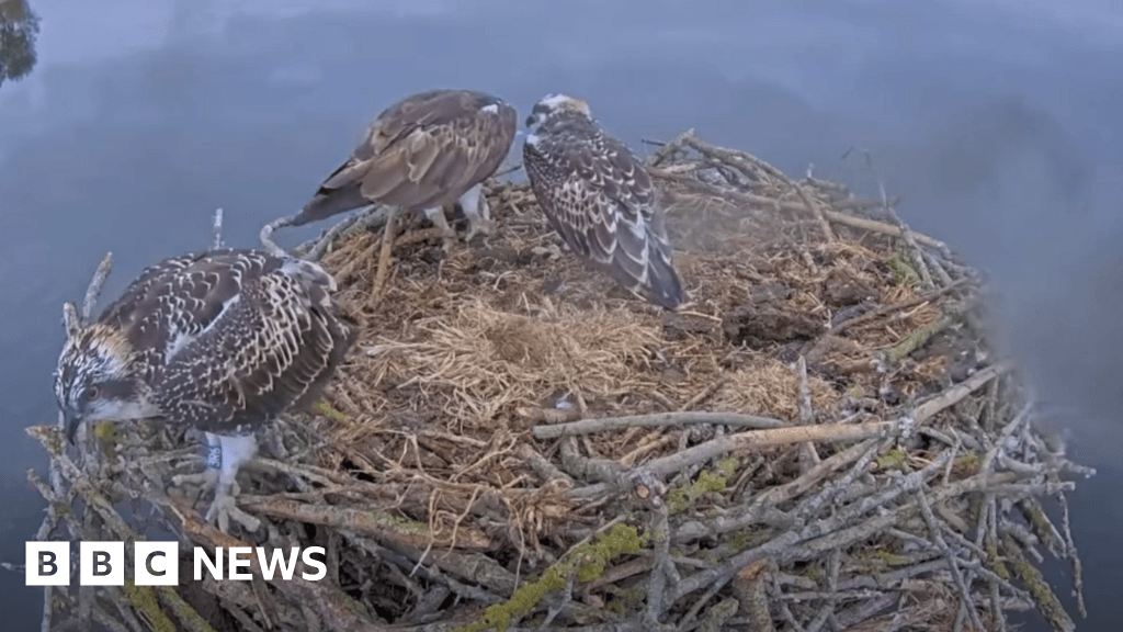 Osprey chick found dead at Rutland Water with wound on its side
