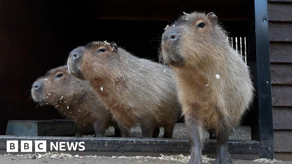 Zoo in Birmingham announces death of three capybaras
